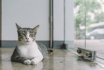 Close-up portrait of cat sitting on floor