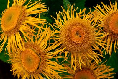 Close-up of sunflower