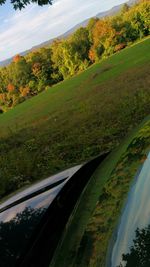 Trees on grassy field