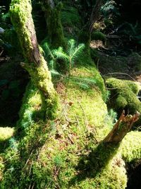 Moss growing on tree in forest