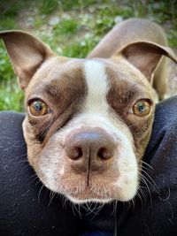 Close-up portrait of a dog