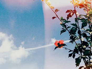 Low angle view of red flowers