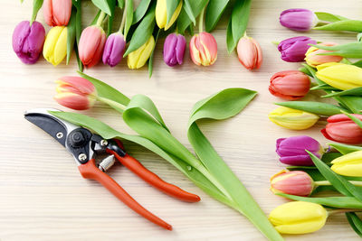 High angle view of colorful tulips by shears on table