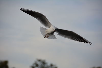 Close-up of bird flying against sky