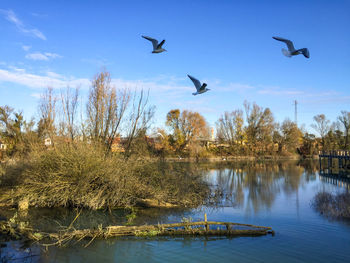 Birds flying over lake against sky