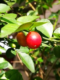 Close-up of cherries on tree