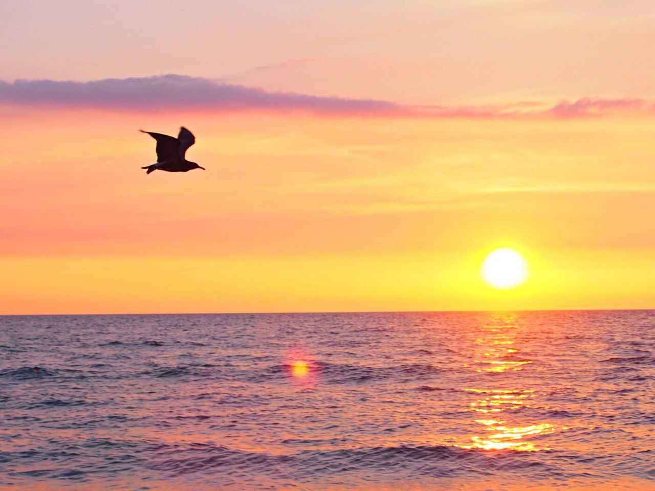 sunset, bird, sea, flying, water, horizon over water, orange color, animal themes, scenics, sky, beauty in nature, sun, animals in the wild, wildlife, one animal, tranquil scene, waterfront, silhouette, tranquility, mid-air