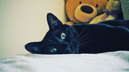 Portrait of black cat lying on bed at home