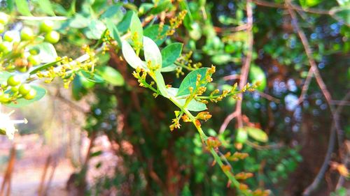 Close-up of plant growing outdoors