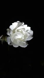 Close-up of white flowers over black background