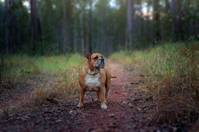 Australian bulldog standing in a forest