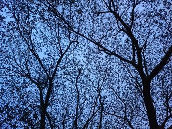 Low angle view of tree against blue sky