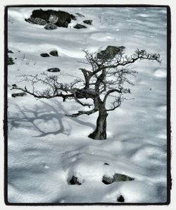 Snow covered trees on field