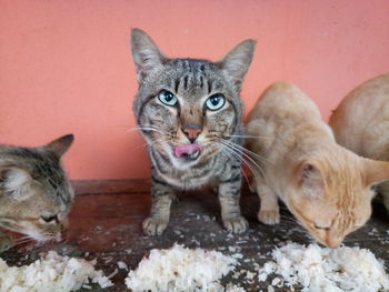 Close-up portrait of cats