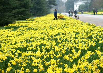 Yellow flowers growing in field