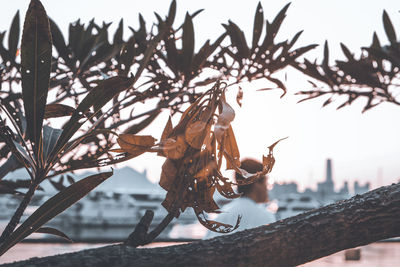 Close-up of bare tree against sky