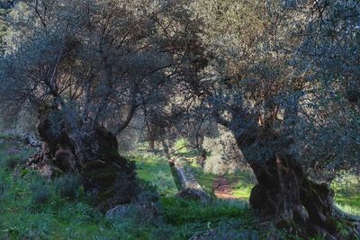 Trees growing on field in forest