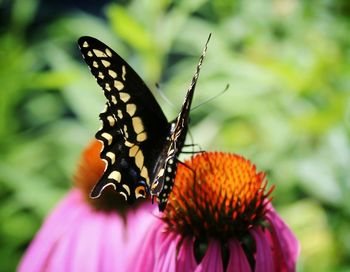 Close-up of butterfly on flower