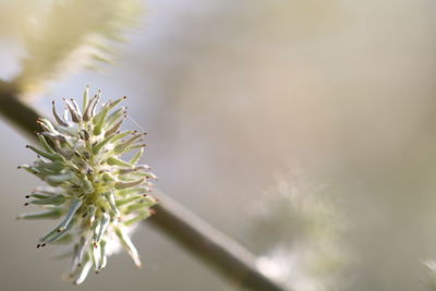 Close-up of plant