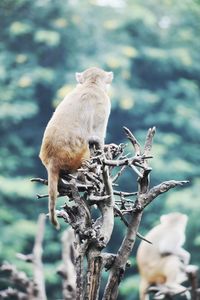 Sheep sitting on tree branch