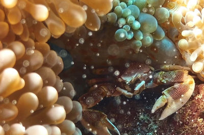 Close-up of turtle in sea