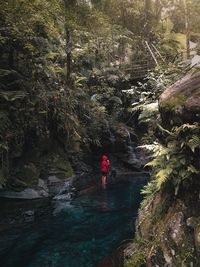 Scenic view of river amidst trees in forest