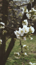 Close-up of white cherry blossom tree