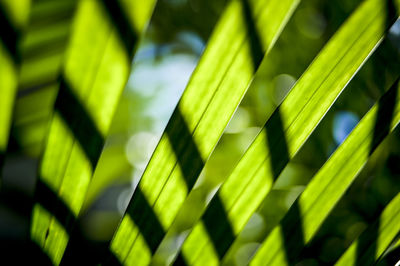 Full frame shot of palm leaf