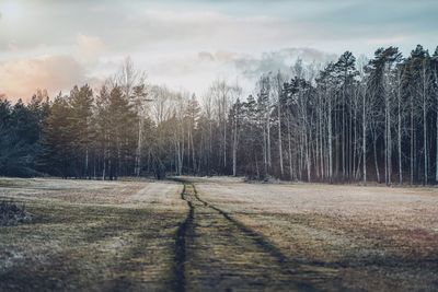 Scenic view of trees in forest against sky