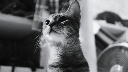 Close-up of cat sitting