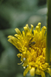 Close-up of yellow flowering plant