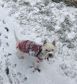 High angle view of dog standing on snow