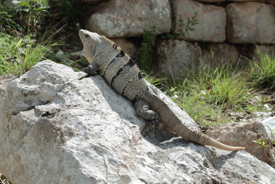 Close-up of lizard on rock