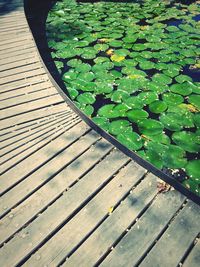 High angle view of leaf on water