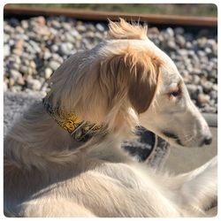 Close-up of a dog