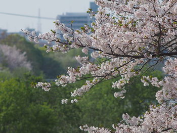 Cherry blossoms in spring