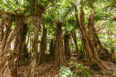 Trees growing on field in forest