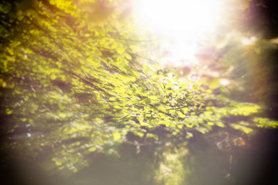 Close-up of tree