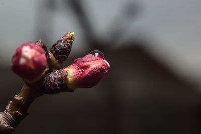 Close-up of berries growing on plant