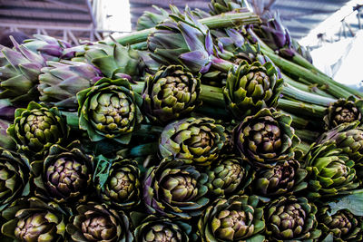 Full frame shot of plants