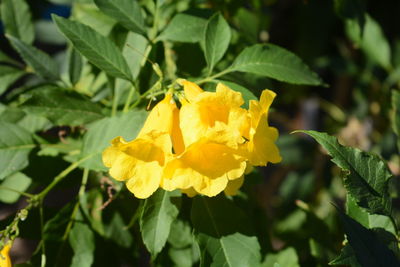 Close-up of yellow flowering plant