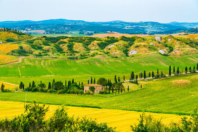 Scenic view of agricultural field against sky