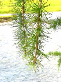 Trees growing in water