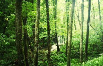 Trees in forest
