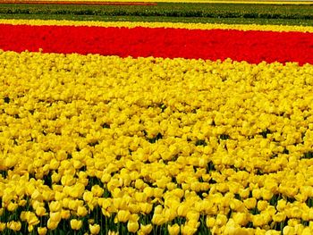 Full frame shot of yellow flowers in field