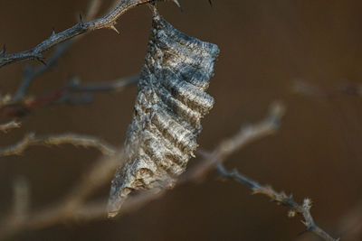 Close-up of frozen twig
