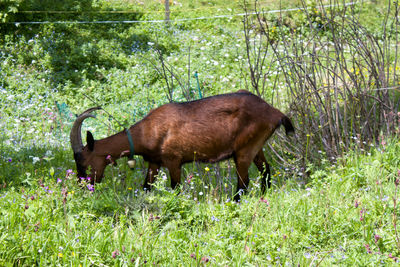 animal