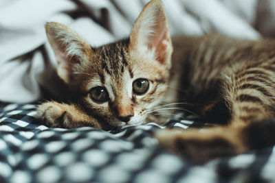 Close-up portrait of kitten relaxing on bed