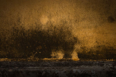 View of old river in forest