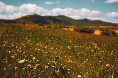 Scenic view of grassy field against cloudy sky